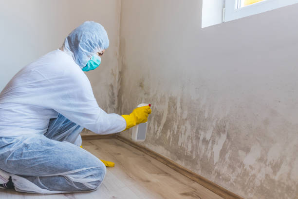 Licensed Black Mold Removal service in Wharton, NJ - WQB Mold Removal