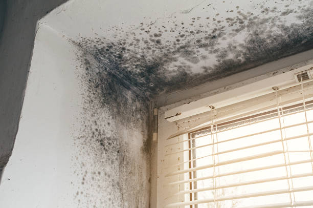 Affordable Black Mold Removal solutions in Wharton, NJ